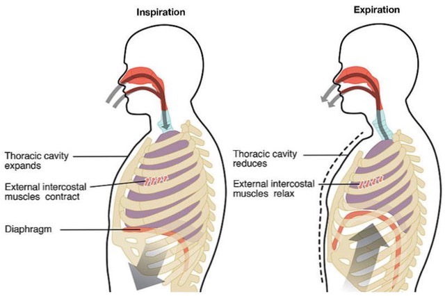 Ademhaling & fascia